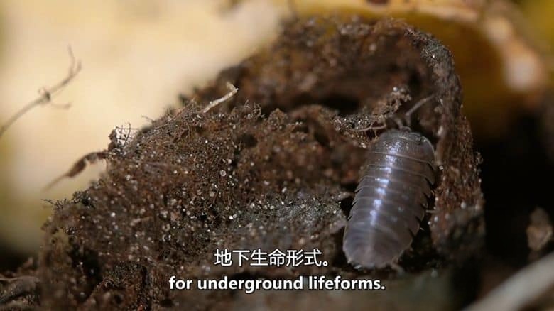 美国纪录片《地下的隐秘生命 Secret Life Underground 2014》全2集 英语中英双字 无水印纯净版 1080P/MKV/7.11G 地下生物插图1