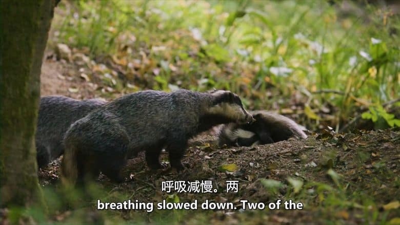 BBC纪录片《赏春 Springwatch 2025》全12集 英语中英双字 无水印纯净版 1080P/MKV/22.48GB 英伦春日插图7