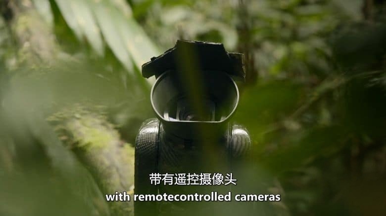 PBS纪录片《解密亚马逊丛林 Undercover in the Jungle 2019》英语中英双字 无水印纯净版 1080P/MKV/3.39G 丛林卧底插图2