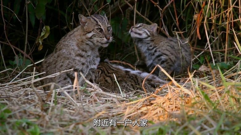 国家地理《印度狂野大猫 Wild Cats of India 2020》全2集 英语多国字幕 无水印纯净版 1080P/MKV/5.4G 印度猫科动物插图2 国家地理《印度狂野大猫 Wild Cats of India 2020》全2集 英语多国字幕 无水印纯净版 1080P/MKV/5.4G 印度猫科动物插图2