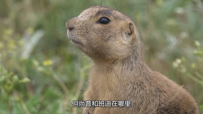 国家地理《土拨鼠大宅门 Prairie Dog Manor 2019》全12集 多国语言多国字幕 无水印纯净版 720P/MKV/14.4G 土拨鼠插图7