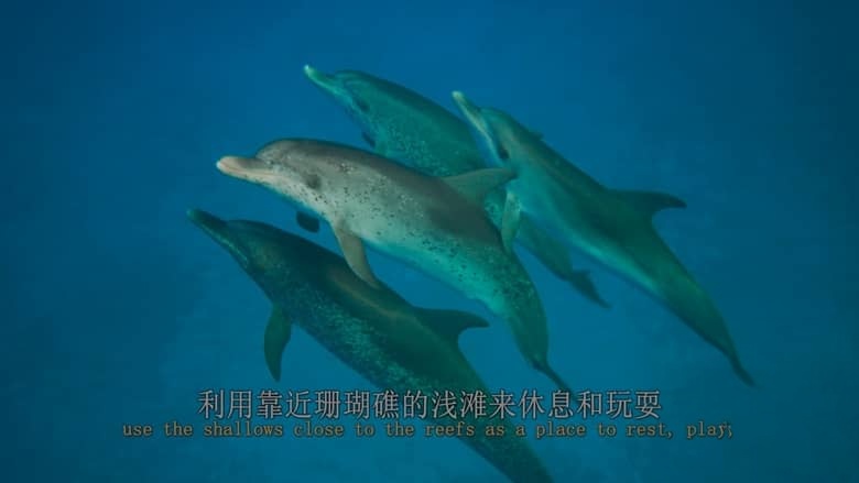 美国纪录片《最后的珊瑚礁 The Last Reef: Cities Beneath the Sea 2012》英语中英双字 4K蓝光原盘收藏版 4K超清/2160P/MP4/18.6G 消失的海底之城插图2