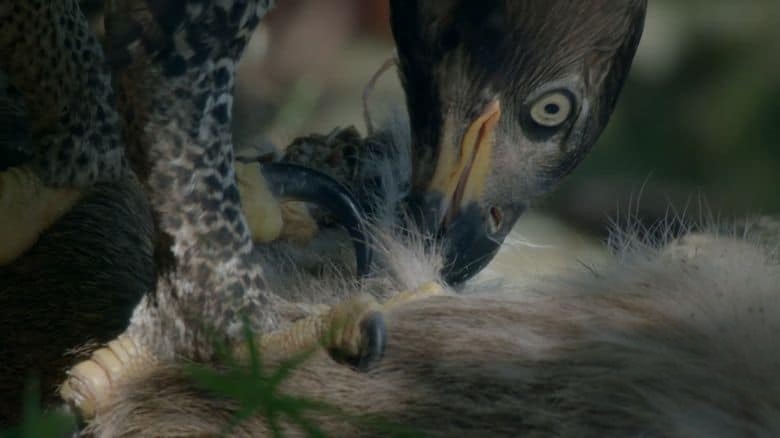 PBS纪录片《大自然的魔法之旅 Raptors – A Fistful of Daggers 2024》全2集 英语中英双字 无水印纯净版 1080P/MKV/6.31G 猛禽插图1