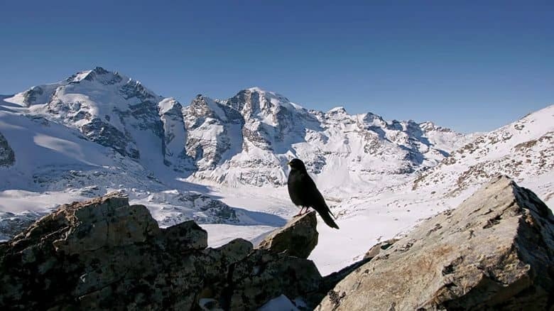 瑞士纪录片《瑞士的野生面貌 Wild Faces of Switzerland 2017》第一季全4集 英语中英双字 无水印纯净版 1080P/MKV/20.4G 野性瑞士插图1