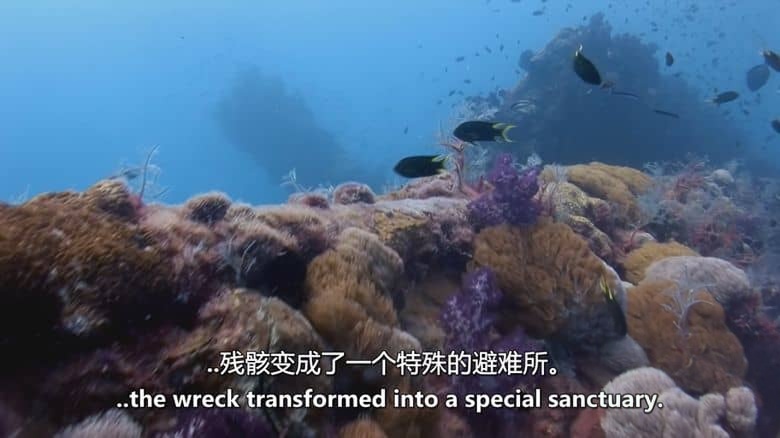 Sky纪录片《珊瑚之城 Coral City 2025》全4集 英语中英双字 无水印纯净版 1080P/MKV/11.2G 珊瑚城插图5 Sky纪录片《珊瑚之城 Coral City 2025》全4集 英语中英双字 无水印纯净版 1080P/MKV/11.2G 珊瑚城插图5