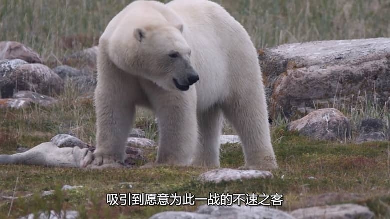 国家地理《北极熊王国 Kingdom of the Polar Bears 2021》全2集 多国语言多国字幕 无水印纯净版 720P/MKV/3.5G 北极熊插图4 国家地理《北极熊王国 Kingdom of the Polar Bears 2021》全2集 多国语言多国字幕 无水印纯净版 720P/MKV/3.5G 北极熊插图4