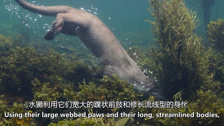 BBC纪录片《隐秘野性群岛 Hamza’s Hidden Wild Isles 2025》全4集 英语中英双字 无水印纯净版 1080P/MKV/8.85G 英国鲜为人知的岛屿插图3 BBC纪录片《隐秘野性群岛 Hamza’s Hidden Wild Isles 2025》全4集 英语中英双字 无水印纯净版 1080P/MKV/8.85G 英国鲜为人知的岛屿插图3