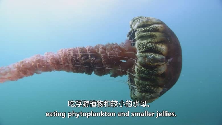 美国纪录片《狂野太平洋 The Wild Pacific 2016》英语中英双字 无水印纯净版 1080P/MKV/4.81G 太平洋生态插图5