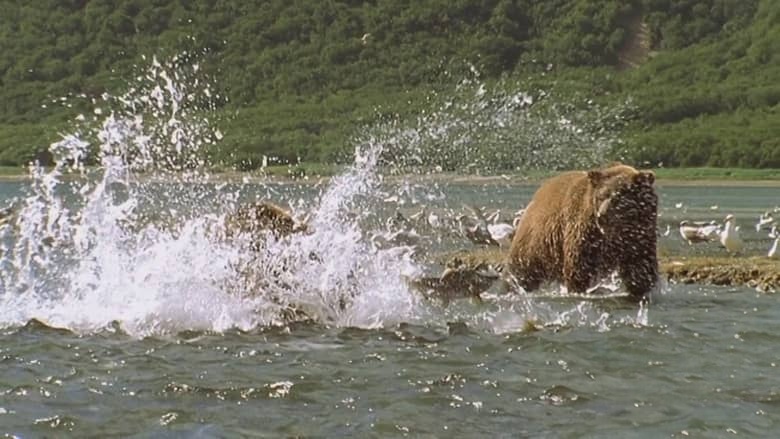 美国纪录片《巨型灰熊 Giant Grizzlies 2019》英语中英双字 无水印纯净版 1080P/MKV/4.85G 阿拉斯加巨型灰熊插图5