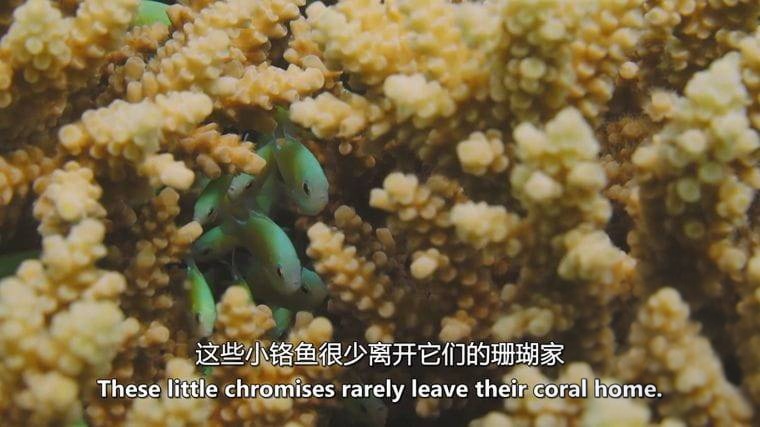 德国纪录片《狮子鱼：加勒比海新海盗 Lionfish: New Pirates of the Caribbean 2017》英语中英双字 无水印纯净版 1080P/MKV/4.56G 加勒比狮子鱼插图2