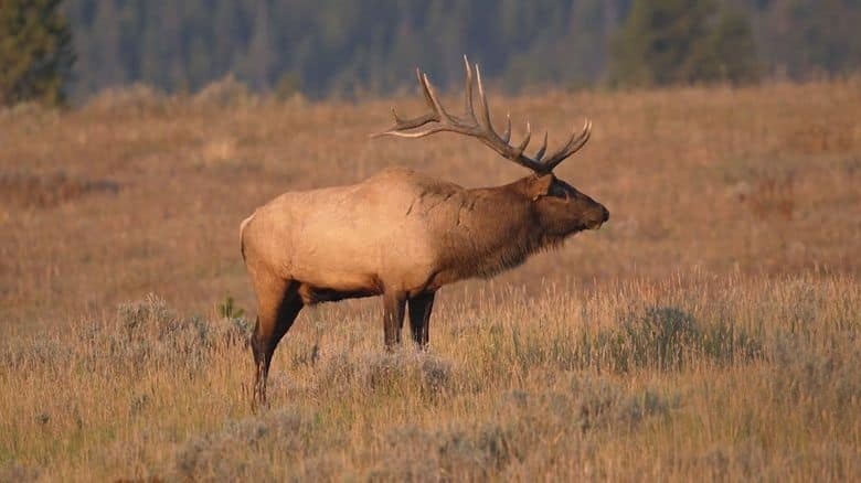 美国纪录片《麋鹿国度 Elk Country 2025》英语中英双字 无水印纯净版 1080P/MKV/3.34G 北美麋鹿插图5 美国纪录片《麋鹿国度 Elk Country 2025》英语中英双字 无水印纯净版 1080P/MKV/3.34G 北美麋鹿插图5
