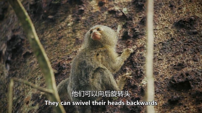 PBS纪录片《解密亚马逊丛林 Undercover in the Jungle 2019》英语中英双字 无水印纯净版 1080P/MKV/3.39G 丛林卧底插图5