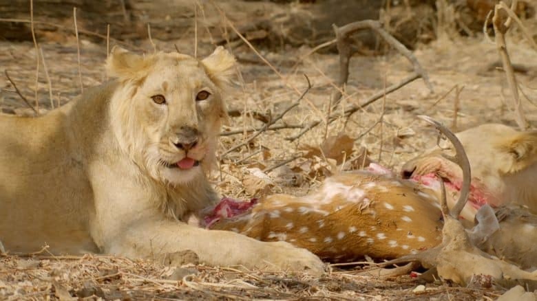 国家地理《印度狂野大猫 Wild Cats of India 2020》全2集 英语多国字幕 无水印纯净版 1080P/MKV/5.4G 印度猫科动物插图5 国家地理《印度狂野大猫 Wild Cats of India 2020》全2集 英语多国字幕 无水印纯净版 1080P/MKV/5.4G 印度猫科动物插图5