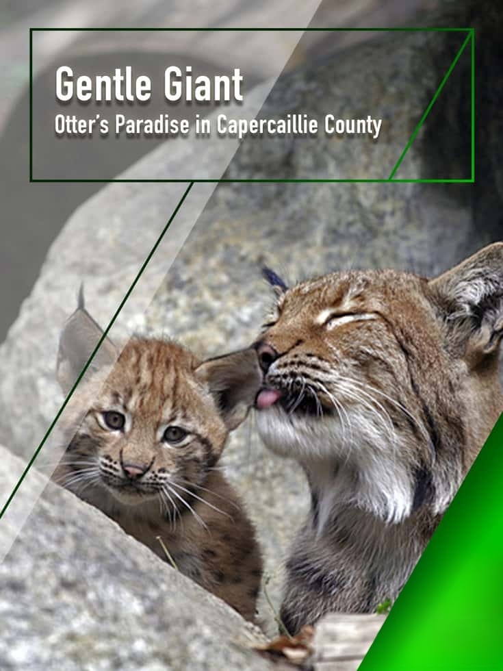 美国纪录片《温柔的巨人 Gentle Giant 2018》英语中英双字 无水印纯净版 1080P/MKV/4.37G 阿尔卑斯山生态插图