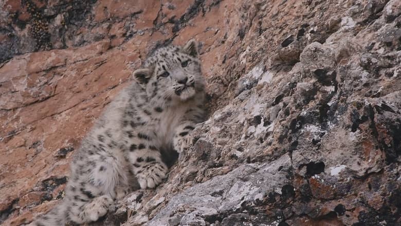 国产纪录片《雪豹和她的朋友们 Snow Leopards and Friends 2023》国语 4K超清/2160P/MP4/5.93G 高原雪豹插图7