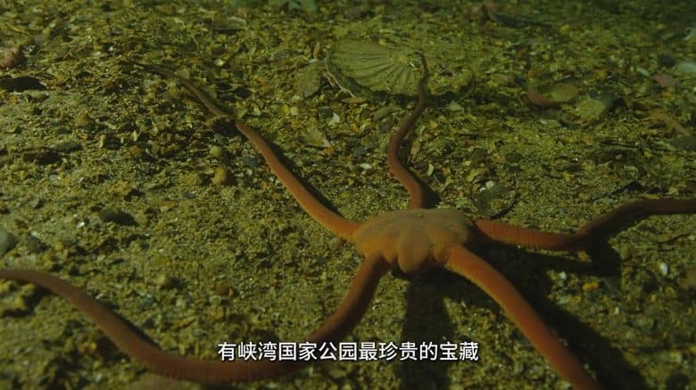 新西兰纪录片《探秘企鹅王国 Penguin Central 2019》国语中字 无水印纯净版 4K超清/2160P/MKV/1.1G 新西兰企鹅王国插图3