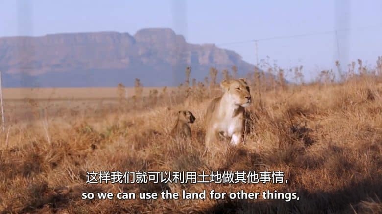 新西兰纪录片《狮子女王 The Lion Queen 2021》第1-2季全12集 英语中英双字 无水印纯净版 1080P/MKV/27.2G 狮群守护者插图6