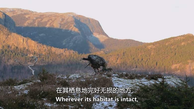 德国纪录片《山中之王:金雕 King of the Mountains:Golden Eagle 2015》英语中英双字 无水印纯净版 1080P/MKV/3.34G 金雕插图4 德国纪录片《山中之王:金雕 King of the Mountains:Golden Eagle 2015》英语中英双字 无水印纯净版 1080P/MKV/3.34G 金雕插图4