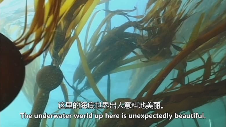 美国纪录片《巨人的领域：神秘的头足类动物 In the Realm of the Giants: Mysterious Cephalopods 2013》英语中英双字 无水印纯净版 1080P/MKV/3.17G 头足类动物插图4