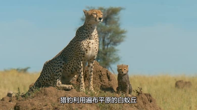 国家地理《非洲原野育成记 Born In Africa 2018》全3集 多国语言多国字幕 无水印纯净版 720P/MKV/7.59G 动物幼崽育成插图3 国家地理《非洲原野育成记 Born In Africa 2018》全3集 多国语言多国字幕 无水印纯净版 720P/MKV/7.59G 动物幼崽育成插图3
