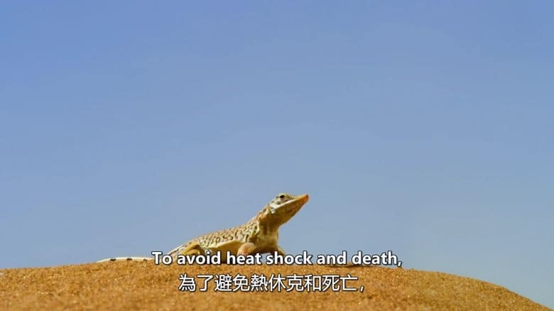 澳大利亚纪录片《狂野天空 Wild Sky 2025》第一季全4集 英语中英双字 无水印纯净版 1080P/MKV/11.2G 自然力量插图1