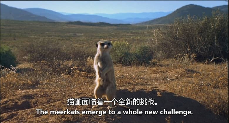 英国纪录片《纳马夸兰：非洲沙漠花园 Namaqualand：Africa’s Desert Garden 2005》英语中英双字 无水印纯净版 1080P/MKV/3.32G 非洲沙漠花园插图5
