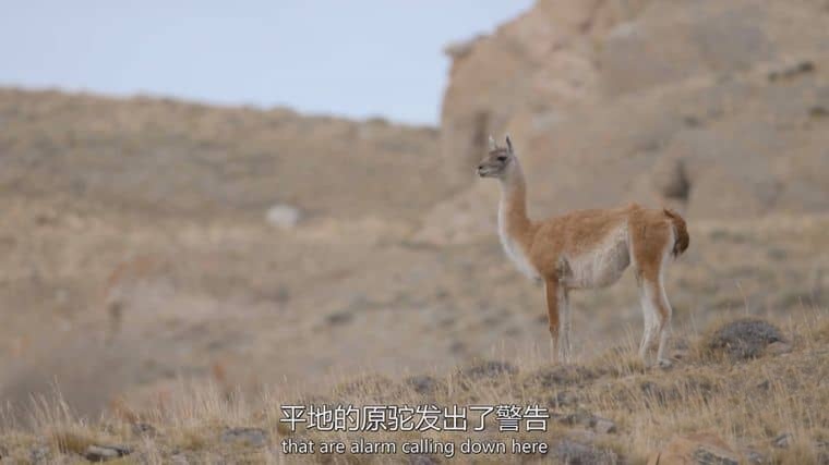 国家地理《对战美洲狮 Man vs. Puma 2018》英语中英双字 1080P/MP4/1.87G 美洲狮插图5 国家地理《对战美洲狮 Man vs. Puma 2018》英语中英双字 1080P/MP4/1.87G 美洲狮插图5