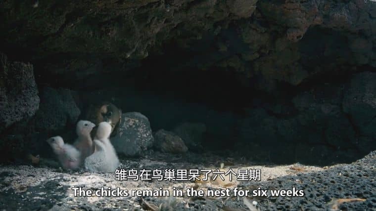 德国纪录片《探索加那利群岛 The Canary Islands 2016》全2集 英语中英双字 无水印纯净版 1080P/MKV/5.15G 加那利群岛插图5 德国纪录片《探索加那利群岛 The Canary Islands 2016》全2集 英语中英双字 无水印纯净版 1080P/MKV/5.15G 加那利群岛插图5