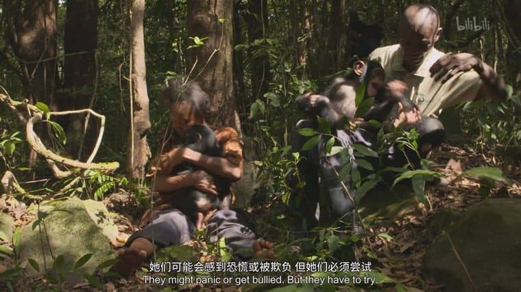 国家地理《黑猩猩学院 Chimp School 2016》英语中英双字 1080P/MP4/1.9G 塞拉利昂黑猩猩插图5