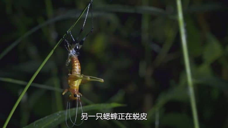 新加坡纪录片《野生城市:秘密世界 Wild City: Secret World 2019》英语多国字幕 无水印纯净版 1080P/MKV/1.76G 野生城市插图6 新加坡纪录片《野生城市:秘密世界 Wild City: Secret World 2019》英语多国字幕 无水印纯净版 1080P/MKV/1.76G 野生城市插图6