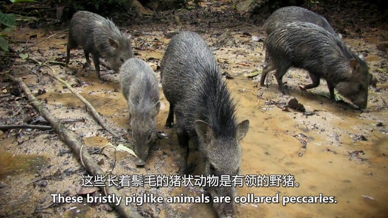 PBS纪录片《解密亚马逊丛林 Undercover in the Jungle 2019》英语中英双字 无水印纯净版 1080P/MKV/3.39G 丛林卧底插图4