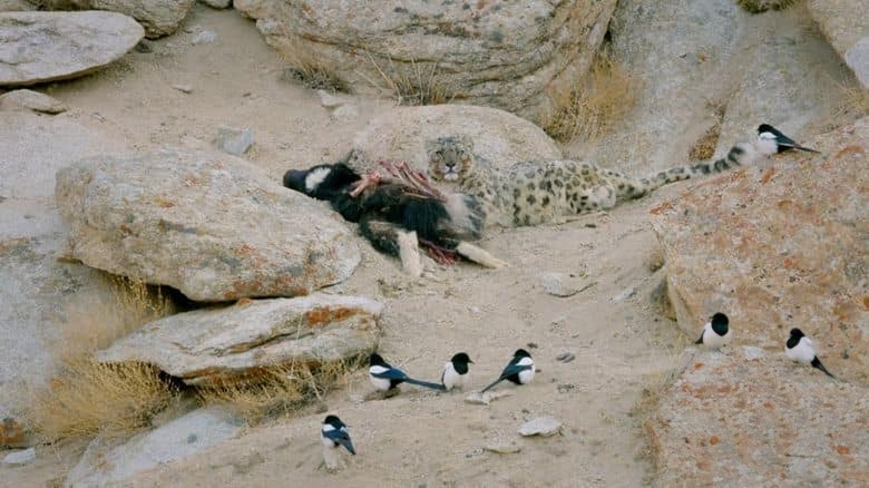 国家地理《印度狂野大猫 Wild Cats of India 2020》全2集 英语多国字幕 无水印纯净版 1080P/MKV/5.4G 印度猫科动物插图4 国家地理《印度狂野大猫 Wild Cats of India 2020》全2集 英语多国字幕 无水印纯净版 1080P/MKV/5.4G 印度猫科动物插图4