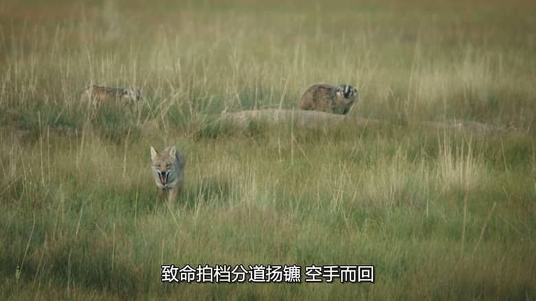 国家地理《土拨鼠大宅门 Prairie Dog Manor 2019》全12集 多国语言多国字幕 无水印纯净版 720P/MKV/14.4G 土拨鼠插图8