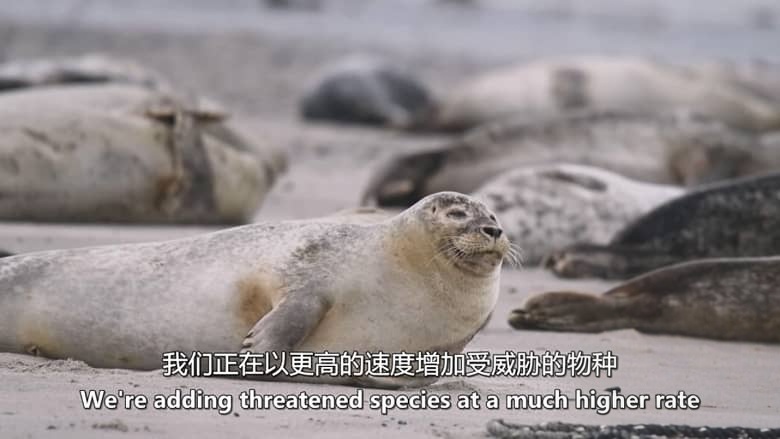 英国纪录片《逃离灭绝 Escape from Extinction 2020》英语中英双字 无水印纯净版 1080P/MKV/1.42G 濒危动物插图4 英国纪录片《逃离灭绝 Escape from Extinction 2020》英语中英双字 无水印纯净版 1080P/MKV/1.42G 濒危动物插图4