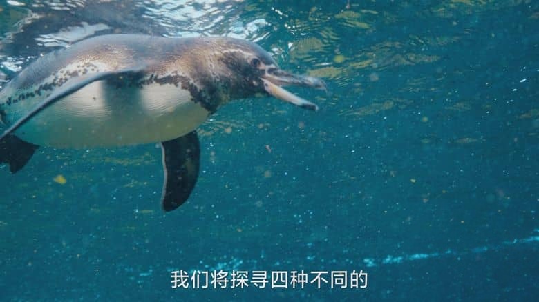 国家地理《企鹅秘境 Secrets of the Penguins 2025》全3集 英语中英双字 无水印纯净版 1080P/MKV/17.6G 企鹅之谜插图1 国家地理《企鹅秘境 Secrets of the Penguins 2025》全3集 英语中英双字 无水印纯净版 1080P/MKV/17.6G 企鹅之谜插图1