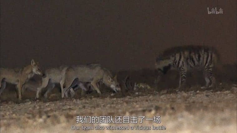 美国纪录片《沙漠生存者:阿拉伯狼 Desert Survivors: The Arabian Wolf 2016》英语中英双字 1080P/MP4/1.31G 阿拉伯狼插图1 美国纪录片《沙漠生存者:阿拉伯狼 Desert Survivors: The Arabian Wolf 2016》英语中英双字 1080P/MP4/1.31G 阿拉伯狼插图1