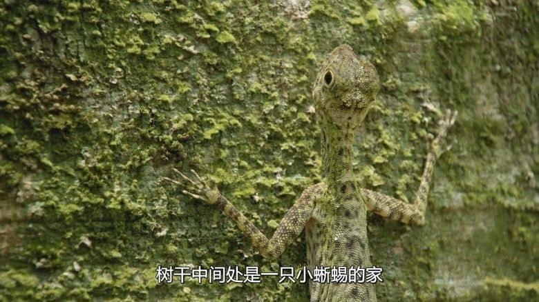 新加坡纪录片《野生城市：森林生物 Wild City: Forest Life 2019》英语多国字幕 无水印纯净版 1080P/MKV/2.45G 野生城市插图1