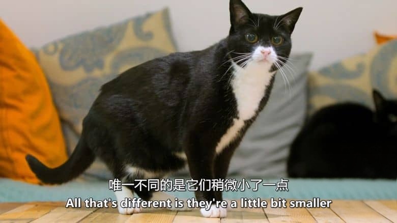 英国纪录片《神经质猫咪 2：疯猫来袭 Psycho Pussies 2: Mad Cat Attacks 2020》英语中英双字 无水印纯净版 1080P/MKV/1.92G 神经质猫咪插图1