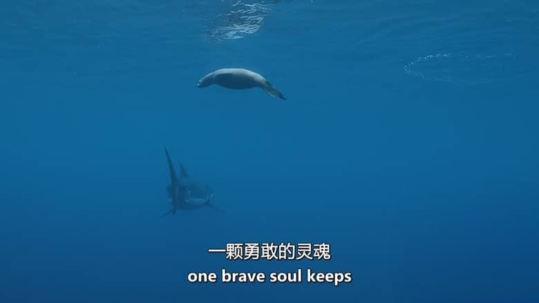 美国纪录片《狂野太平洋 The Wild Pacific 2016》英语中英双字 无水印纯净版 1080P/MKV/4.81G 太平洋生态插图8