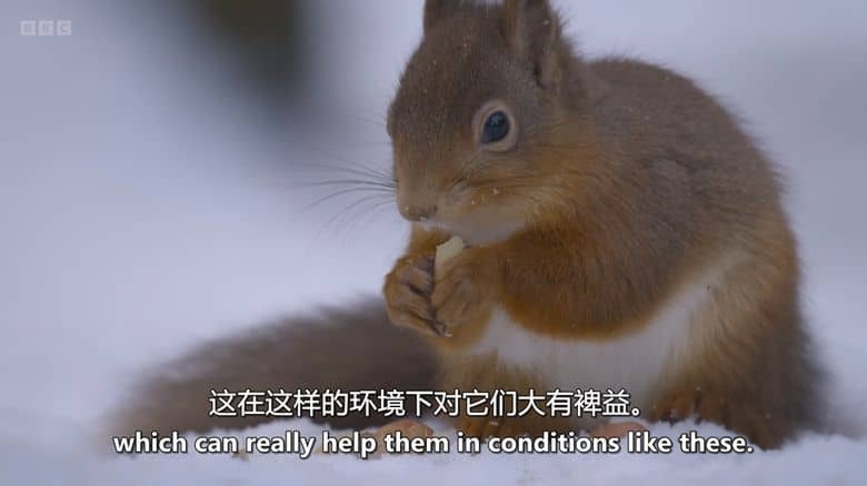 BBC纪录片《隐秘野性群岛 Hamza’s Hidden Wild Isles 2025》全4集 英语中英双字 无水印纯净版 1080P/MKV/8.85G 英国鲜为人知的岛屿插图6 BBC纪录片《隐秘野性群岛 Hamza’s Hidden Wild Isles 2025》全4集 英语中英双字 无水印纯净版 1080P/MKV/8.85G 英国鲜为人知的岛屿插图6