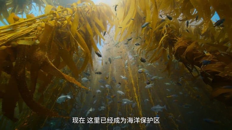 BBC纪录片《宝贝星球 Parenthood 2025》全6集 国语中字 无水印纯净版 4K超清/2160P/MP4/16.9G 动物宝宝插图4