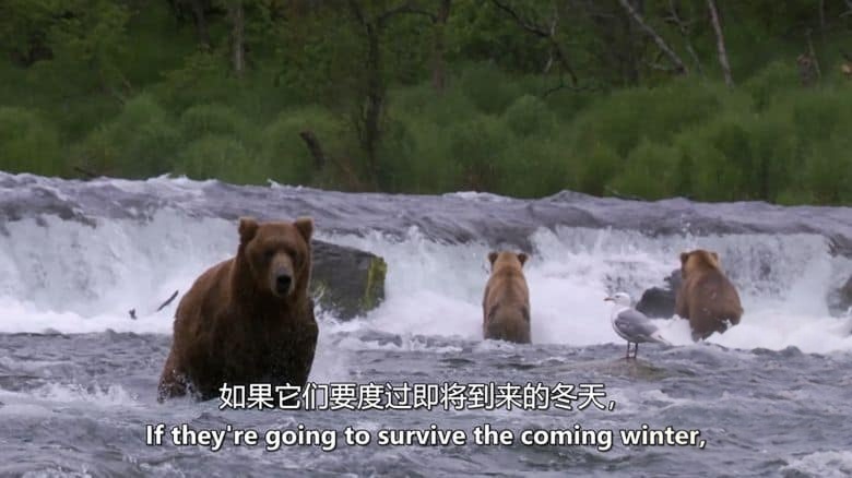 BBC纪录片《地球四季 Earth’s Great Seasons 2020》全4集 英语中英双字 无水印纯净版 1080P/MKV/12.5G 地球四季插图5