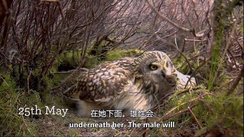 BBC纪录片《赏春 Springwatch 2025》全12集 英语中英双字 无水印纯净版 1080P/MKV/22.48GB 英伦春日插图3