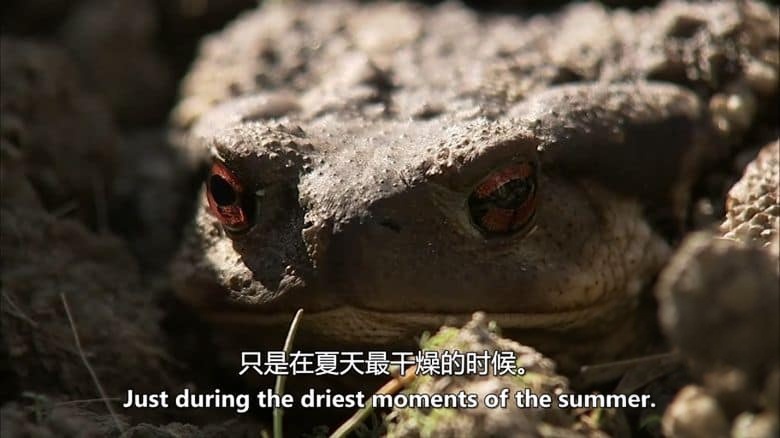 美国纪录片《濒临死亡:冬眠 Close to Death: Hibernation 2015》英语中英双字 无水印纯净版 1080P/MKV/2.34G 动物冬眠插图4 美国纪录片《濒临死亡:冬眠 Close to Death: Hibernation 2015》英语中英双字 无水印纯净版 1080P/MKV/2.34G 动物冬眠插图4
