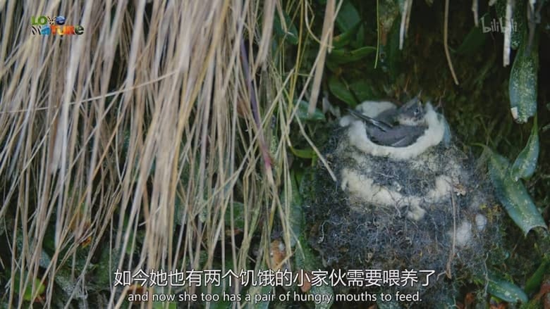 史密森尼频道《走进野外:哥伦比亚 Into the Wild: Colombia 2018》第一季全5集 英语中英双字 1080P/MP4/3.33G 动物的故事插图2 史密森尼频道《走进野外:哥伦比亚 Into the Wild: Colombia 2018》第一季全5集 英语中英双字 1080P/MP4/3.33G 动物的故事插图2