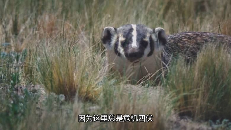 国家地理《土拨鼠大宅门 Prairie Dog Manor 2019》全12集 多国语言多国字幕 无水印纯净版 720P/MKV/14.4G 土拨鼠插图3