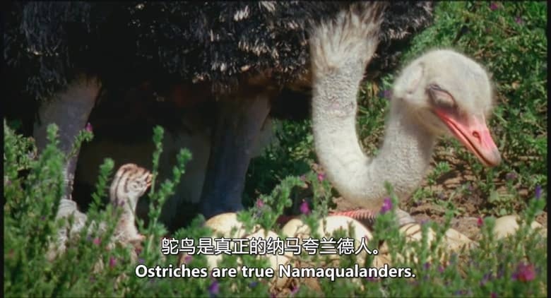 英国纪录片《纳马夸兰：非洲沙漠花园 Namaqualand：Africa’s Desert Garden 2005》英语中英双字 无水印纯净版 1080P/MKV/3.32G 非洲沙漠花园插图3