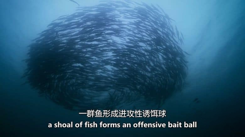 国家地理《澳大利亚的致命怪物 Australias Deadly Monsters 2017》全3集 英语中英双字 无水印纯净版 1080P/MKV/8.19G 致命动物插图5