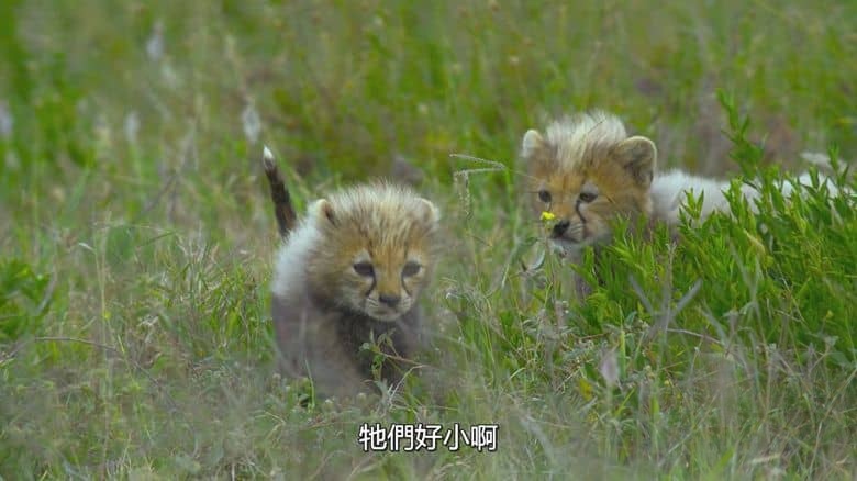 国家地理《摄影师伯蒂与猎豹零距离 Cheetahs Up Close with Bertie Gregory 2026》英语多国字幕 无水印纯净版 1080P/MKV/832M 塞伦盖蒂野生动物插图3 国家地理《摄影师伯蒂与猎豹零距离 Cheetahs Up Close with Bertie Gregory 2026》英语多国字幕 无水印纯净版 1080P/MKV/832M 塞伦盖蒂野生动物插图3