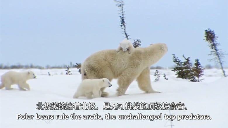 美国纪录片《致命游戏 Deadly Game 2016》全3集 英语中英双字 无水印纯净版 1080P/MKV/11.7G 掠食性动物插图2